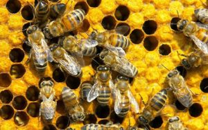 Lợi ích của mật ong với sức khỏe