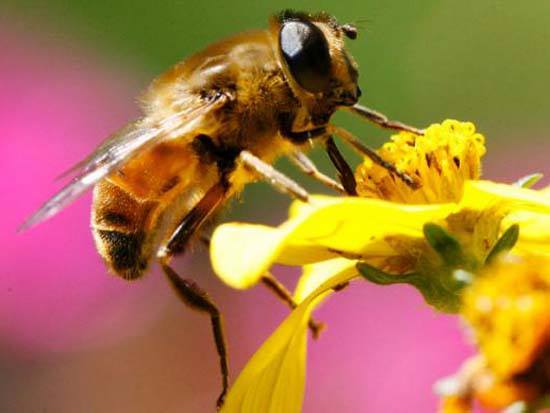 lợi ích từ mật ong